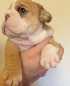 Stunning Male Merle Blue Eyes