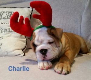 New litter m/f English Bulldog puppies for rehoming