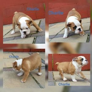 English Bulldog puppies with champion pedigree available now!