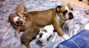 Male and female English bulldog puppies available