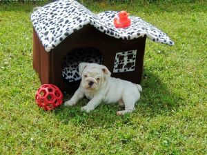 Male and Female English Bulldog Puppies