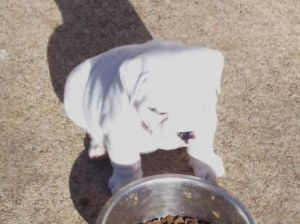 Intelligent English Bulldog puppies