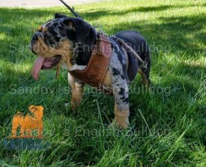 AKC Black Tri Merle SCORPION Stud Services