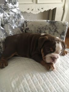 English Bulldog for sale