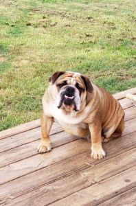 AKC English Bulldog Adult Female