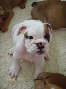 Kc English Bulldog Puppies