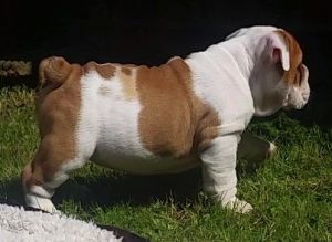 Olde English Bulldog Puppies