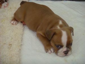 ***purebred Kc Reg Bulldog Male Puppy***