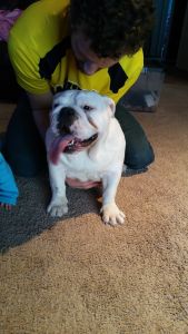 Akc english bulldog