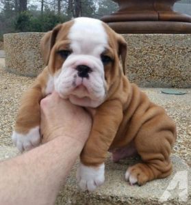 Purebred English Bulldog Puppies