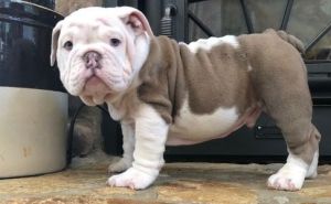 Adorable AKC Male English Bulldog Available