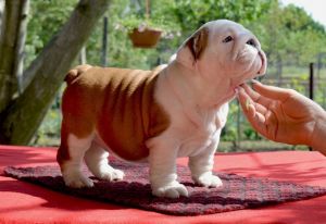 English bulldog puppies