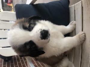 Purebred Saint Bernard Puppies