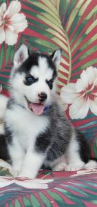 Buchanan's akc Siberian Huskies (Misty's)