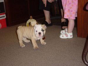 English BULLDOG Puppies males avalable
