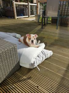 English bulldog babies