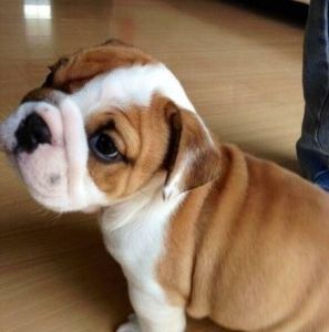 Kid friendly English Bulldog puppies for sale to lovers.
