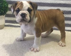 Health Guaranteed Male and Female English Bulldog Puppies