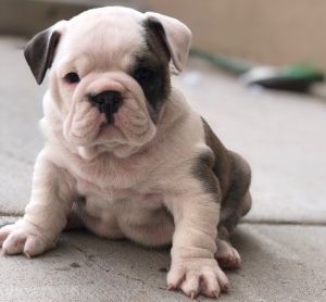 little English Bulldog puppy