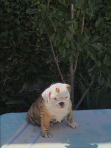 English Bulldogs For Sale
