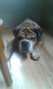5 year old male english bulldog