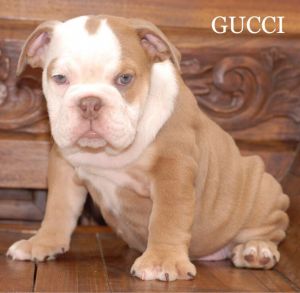 Moew English Bulldog puppies ready