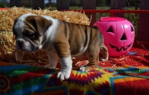 an mixed english bulldog