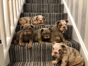 Beautiful Lilac Tri Merle AKC English Bulldogs