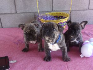 Purebred English Bulldog Puppies