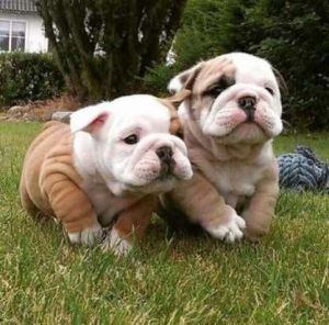 English Bulldog Puppies Available for sale