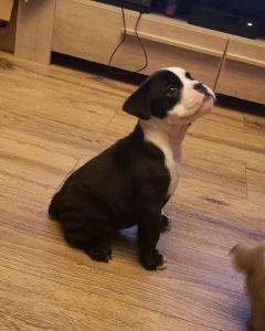 English BullDog Re-homing