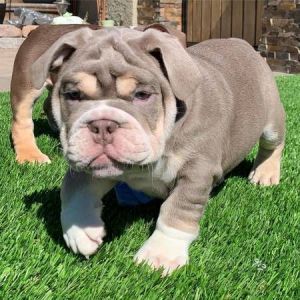 Lilac English bulldog