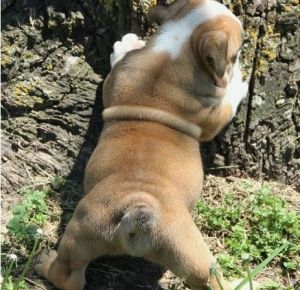 English Bulldog Puppies for sale