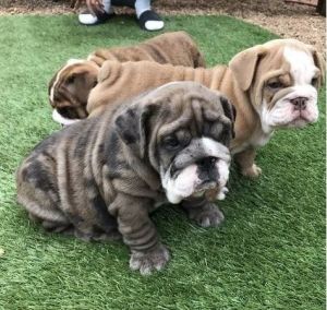 $~ASAP~English bulldog ready now