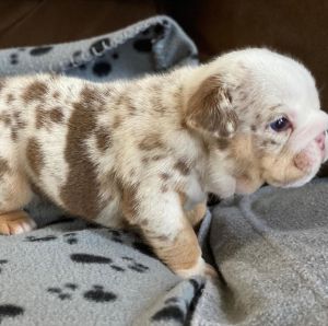 Very Healthy and Already Gotten shots. Male And Female English bulldog