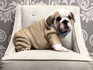 9 Week Old Male English Bulldog Puppy