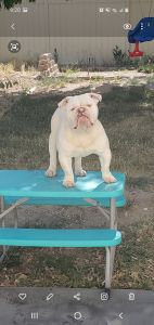 Selling my 1 year old English bulldog akc