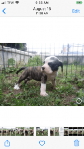 English bulldog / puggle