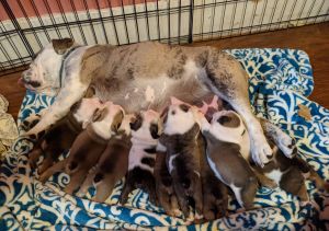 Akc English Bulldogs