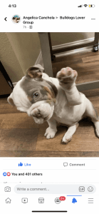 English bulldog