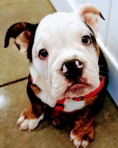 AKC PUREBRED ENGLISH BULLDOG PUPPY