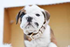 Adorable English Bulldog Puppies