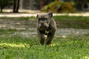 IMPORTED ENGLISH BULLDOGS