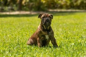 Beautiful English Bulldogs