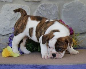 Babe (Amber CM) English Bulldog Pups.....