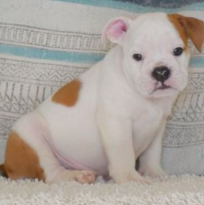 Love (Apollo) English Bulldog Pups.....