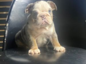 ENGLISH BULLDOG