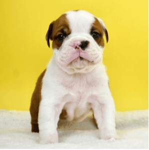 Akc registered English Bulldog puppies
