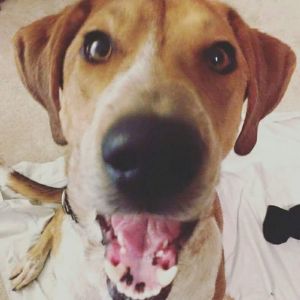 Sweetwater Valley Dog Rescue