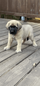 English Mastiff